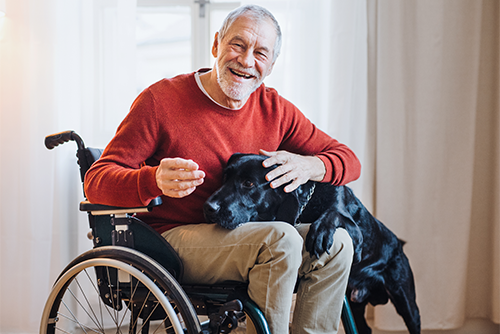 Ein älterer Mann sitzt in einem Rollstuhl und trägt einen roten Pullover sowie beige Hosen. Er lächelt herzlich und streichelt einen großen schwarzen Hund, der seinen Kopf auf den Schoß des Mannes gelegt hat. Im Hintergrund sind helle Vorhänge und ein Fenster zu sehen, durch das Tageslicht hereinfällt.